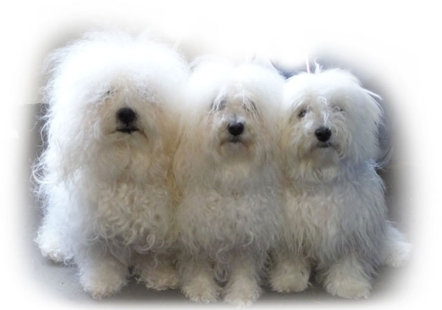 Devonia Bolognese Showteam 2011 bolognese dogs the devonia showteam