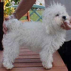 11 month old Bolognese puppy eleven month old bolognese puppy dog