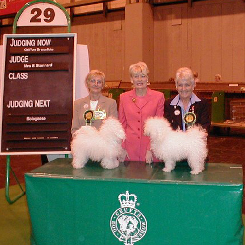 bolognese dogs at crufts 2003