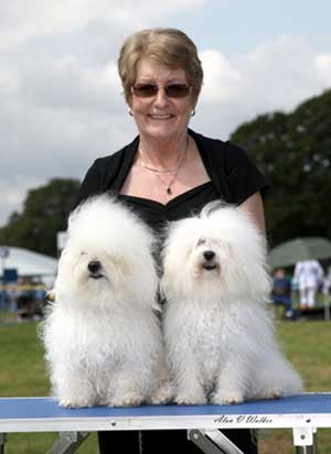 Devonia's Show team Brother and Sister (Morse and Bella) Bolognese dogs
