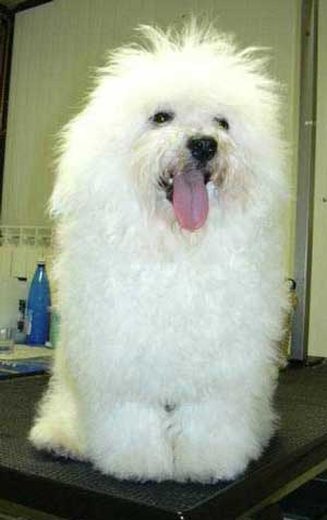 quirino with devonia bolognese dog