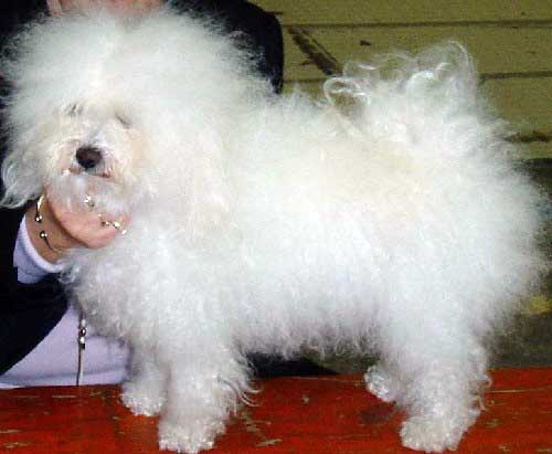 sara with devonia bolognese dog