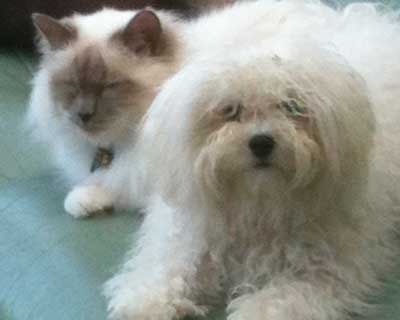 Devonia Bolognese Dogs