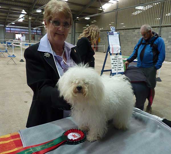 Zita winning Best Puppy in Breed at the Welsh Kennel Club show in 2012 Devonia Bolognese Dogs