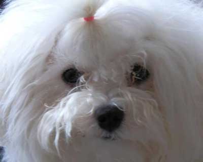 Devonia Bolognese Dogs Devonia Bolognese Dogs