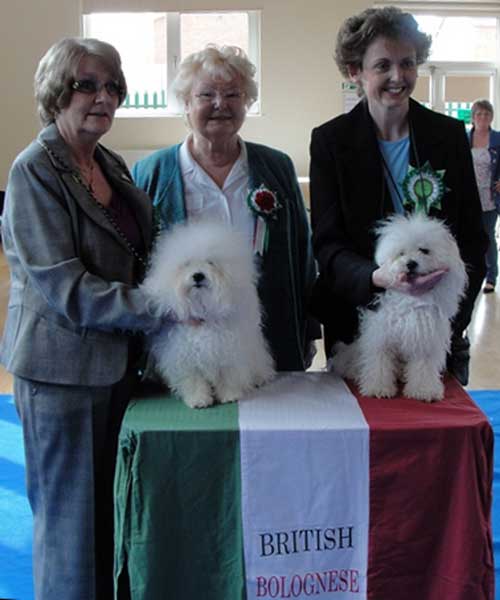 Devonia dogs win both the Best dog & Reserve Best dog at the British Bolognese club show 2010 british bolognese dog club show 2010