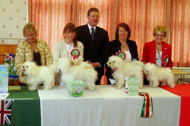 Devonia girls winning Reserve Best Bitch & Best Puppy in Breed at the British Bolognese club show 2007 british bolognese dog club show