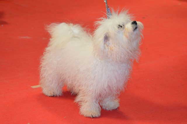 Devonia Bolognese dogs