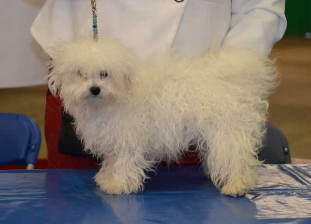 Devonia Bolognese dogs