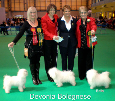 devonia bolognese dogs