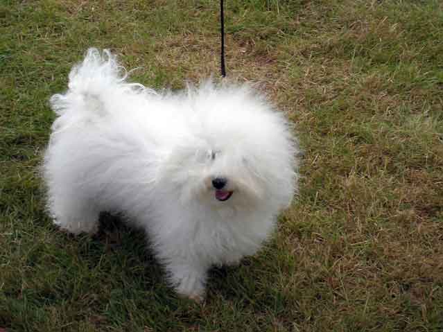 Bella at 2 years devonia bolognese dog