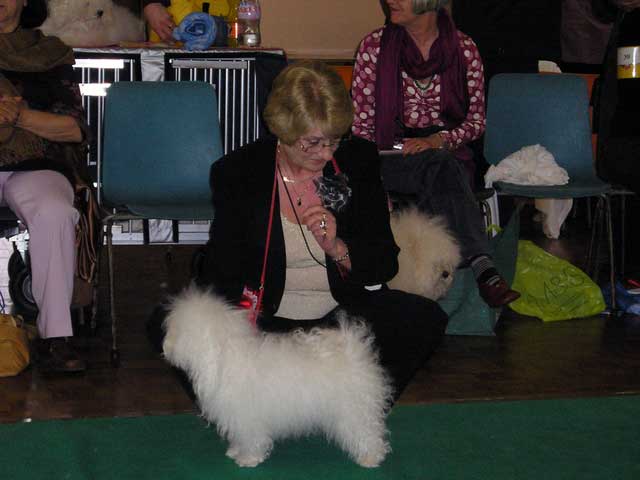 Bella at 2 years devonia bolognese dog