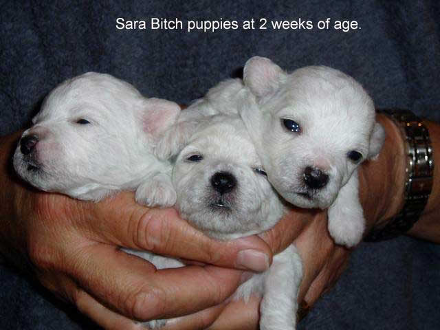 Devonia Bolognese girl puppies at 2 weeks devonia bolognese girl puppies