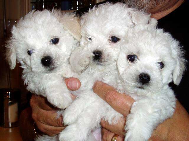 Devonia Bolognese girl puppies at 6 weeks devonia bolognese girl puppies