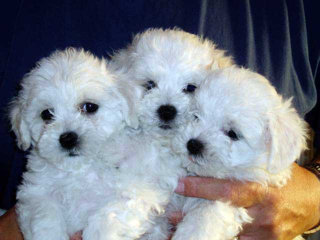 Devonia Bolognese girl puppies at 7 weeks devonia bolognese girl puppies