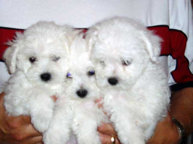 Devonia Bolognese girl puppies at 8 weeks devonia bolognese girl puppies