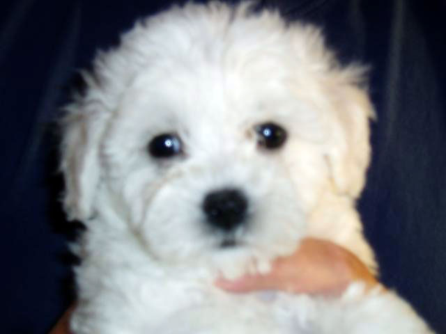 The same puppy a week later. Notice the change. devonia bolognese puppy