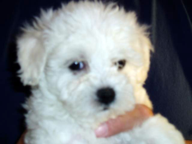 The same puppy a week later. Notice the change. devonia bolognese puppy