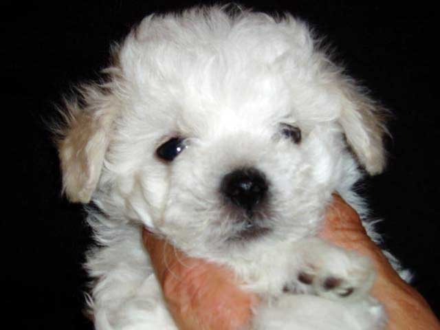 Devonia Bolognese girl puppy at 6 weeks devonia bolognese puppy