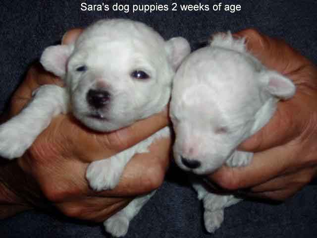 Devonia Bolognese dog puppies at 2 weeks devonia bolognese dog puppies