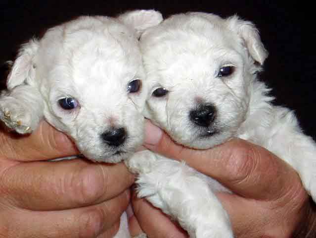 Devonia Bolognese dog puppies at 3 weeks devonia bolognese dog puppies