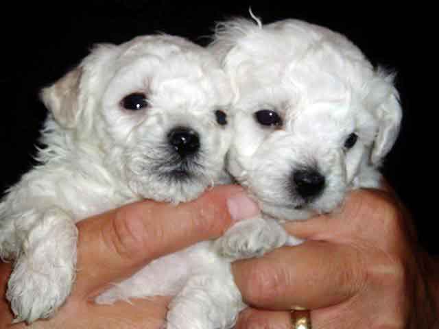 Devonia Bolognese dog puppies at 4 weeks devonia bolognese dog puppies