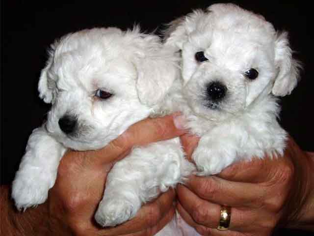 Devonia Bolognese dog puppies at 5 weeks devonia bolognese dog puppies