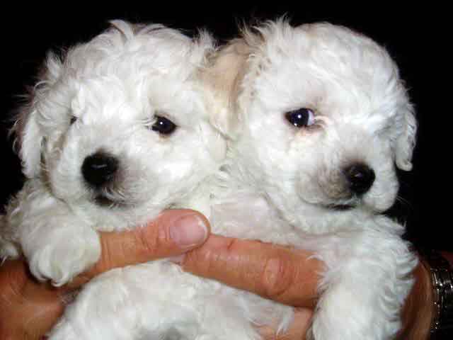 Devonia Bolognese dog puppies at 6 weeks, now named Chico and Lucca devonia bolognese dog puppies