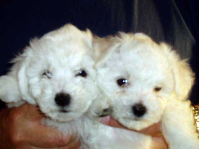 Devonia Bolognese dog puppies at 7 weeks devonia bolognese dog puppies