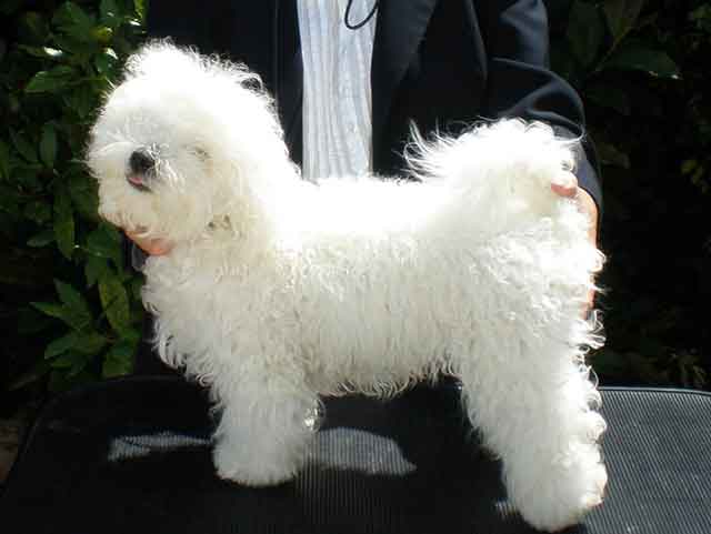 Devonia's Altivita (Morse) at 7 months of age devonia bolognese dog
