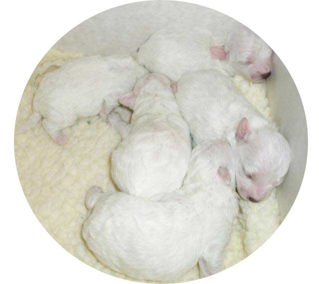 Devonia Bolognese puppies at one week old devonia bolognese puppies