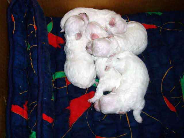 Devonia Bolognese puppies at one week devonia bolognese puppies