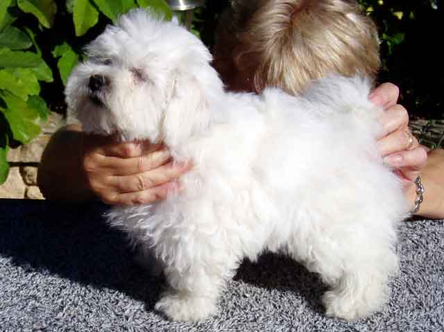 Bella at 12 weeks devonia bolognese puppy