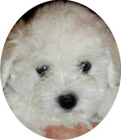 One of the girl puppies at 9 weeks (this turned out to be Bella) devonia bolognese puppy