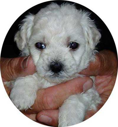 Head study of a four week old Bolognese puppy devonia bolognese puppy