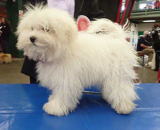 Devonia Bolognese introduce Zita, our new Italian import Devonia Bolognese introduce Zita, our new Italian import